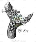 Constantia rupestris