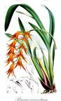 Brassia aurantiaca