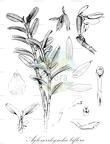 Aglossorrhyncha biflora