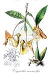 Coryanthes macrantha