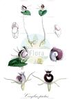 Corybas pictus
