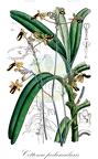 Cottonia peduncularis