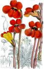Phelypaea coccinea
