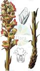 Orobanche lucorum