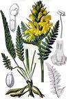 Pedicularis comosa