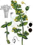 Tozzia alpina