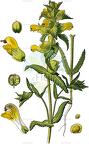 Rhinanthus alectorolophus