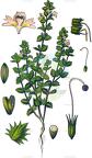 Euphrasia nemorosa