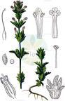 Parentucellia latifolia