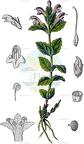 Bartsia alpina