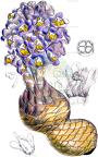 Cistanche violacea