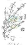 Xylocalyx asper