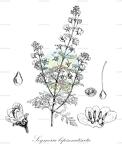 Seymeria bipinnatisecta
