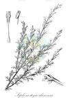Siphonostegia chinensis