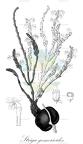 Striga gesnerioides