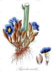 Aeginetia acaulis