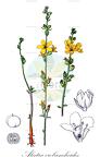 Alectra orobanchoides