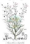 Anisantherina hispidula