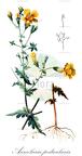 Aureolaria pedicularia