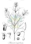 Baumia angolensis