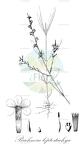 Buchnera leptostachya