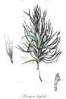 Bungea trifida