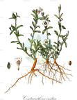 Centranthera indica