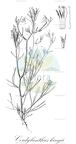 Cordylanthus kingii