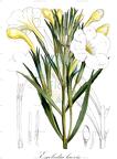 Escobedia laevis