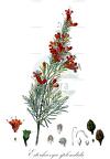 Esterhazya splendida
