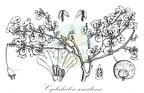 Cyclocheilon somaliense