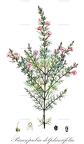 Parasopubia delphiniifolia