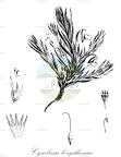 Cymbaria borysthenica