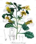 Rehmannia henryi