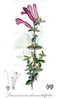 Lamourouxia rhinanthifolia