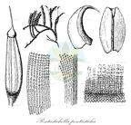 Pentastichella pentasticha