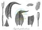 Zygodon pichinchensis