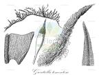 Groutiella tomentosa