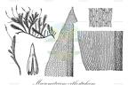Macromitrium orthostichum