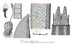 Codonoblepharon menziesii