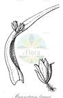 Macromitrium braunii