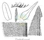 Cardotiella secunda