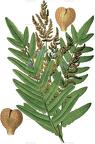 Osmunda regalis