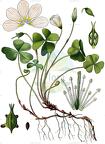 Oxalis acetosella