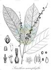 Sarcotheca macrophylla