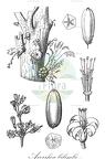 Averrhoa bilimbi