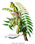 Averrhoa bilimbi