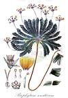 Biophytum sensitivum