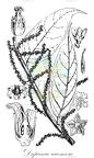 Dapania racemosa