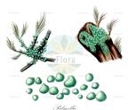 Palmella